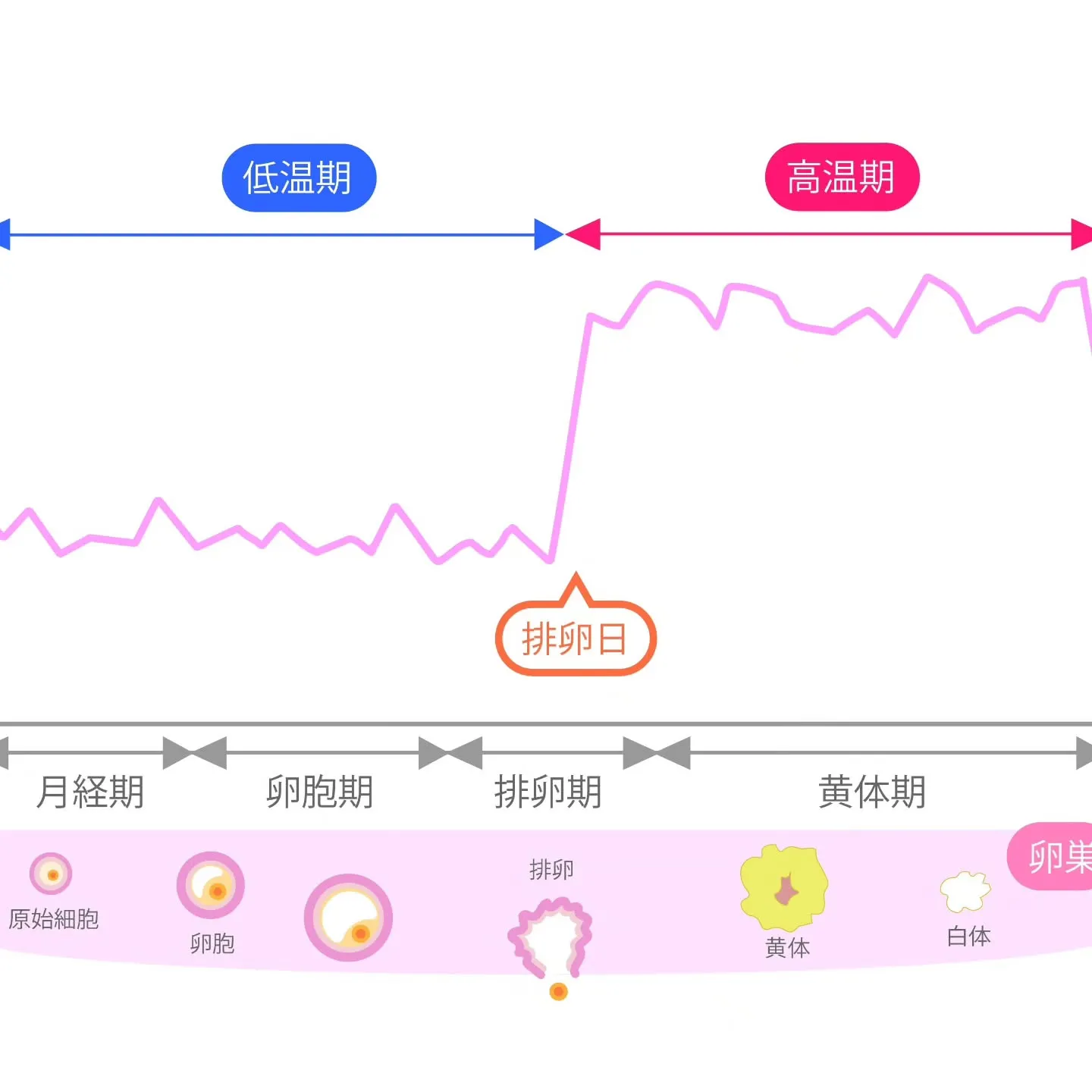 🌸産前産後・妊活中　基礎体温測る理由があるんです🌸