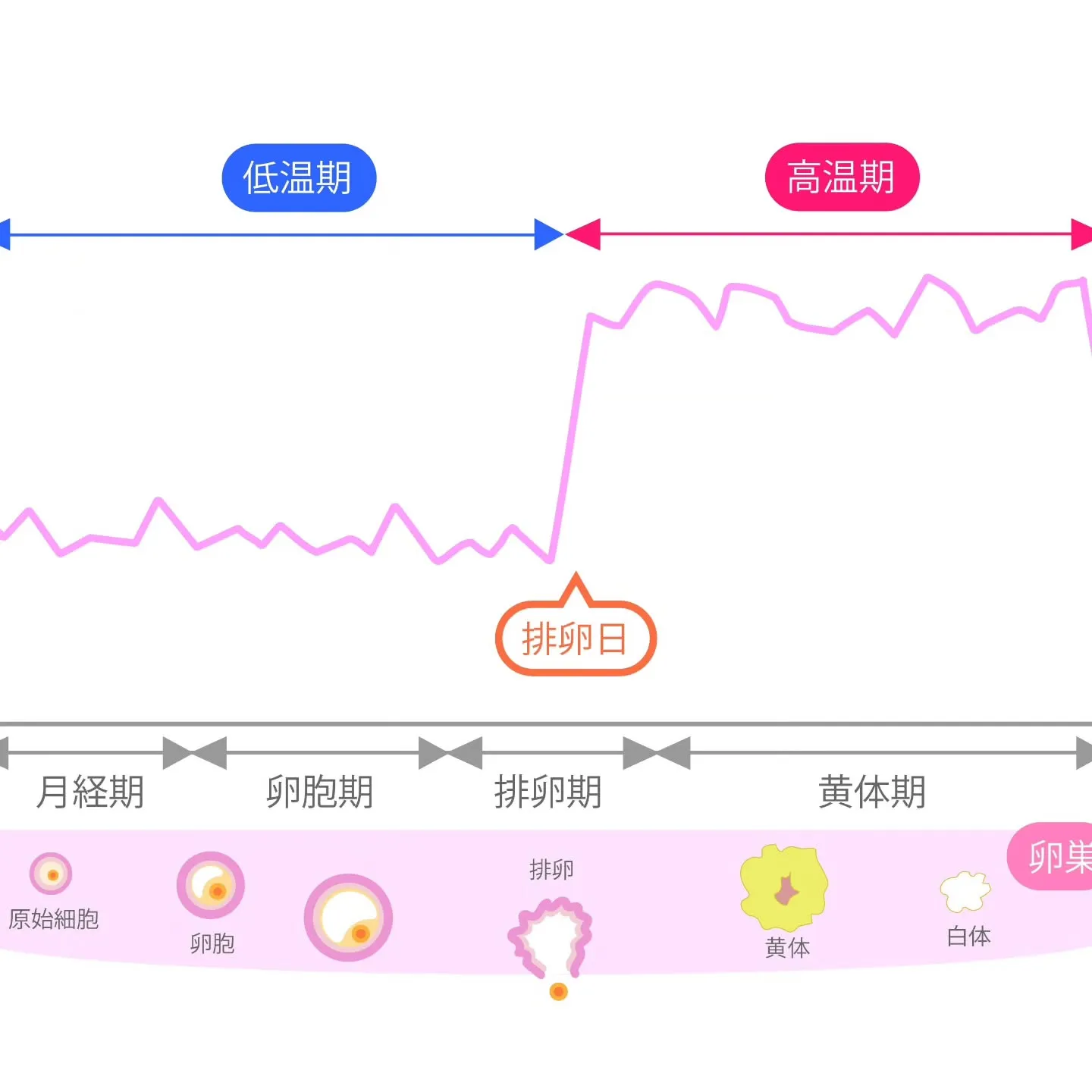 🌸産前産後・妊活中　基礎体温測る理由があるんです🌸