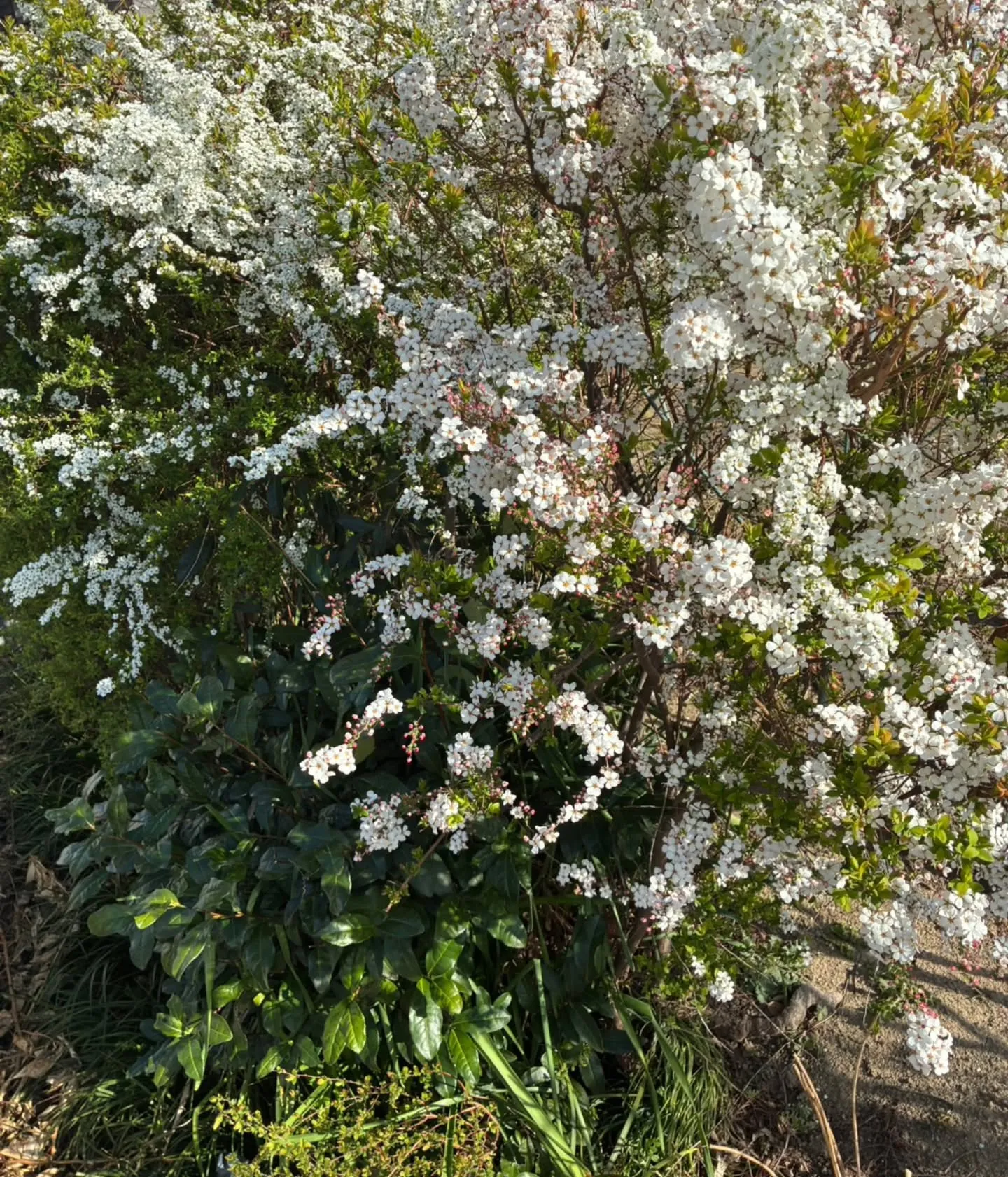 🌸お花を見るだけで体が整う?