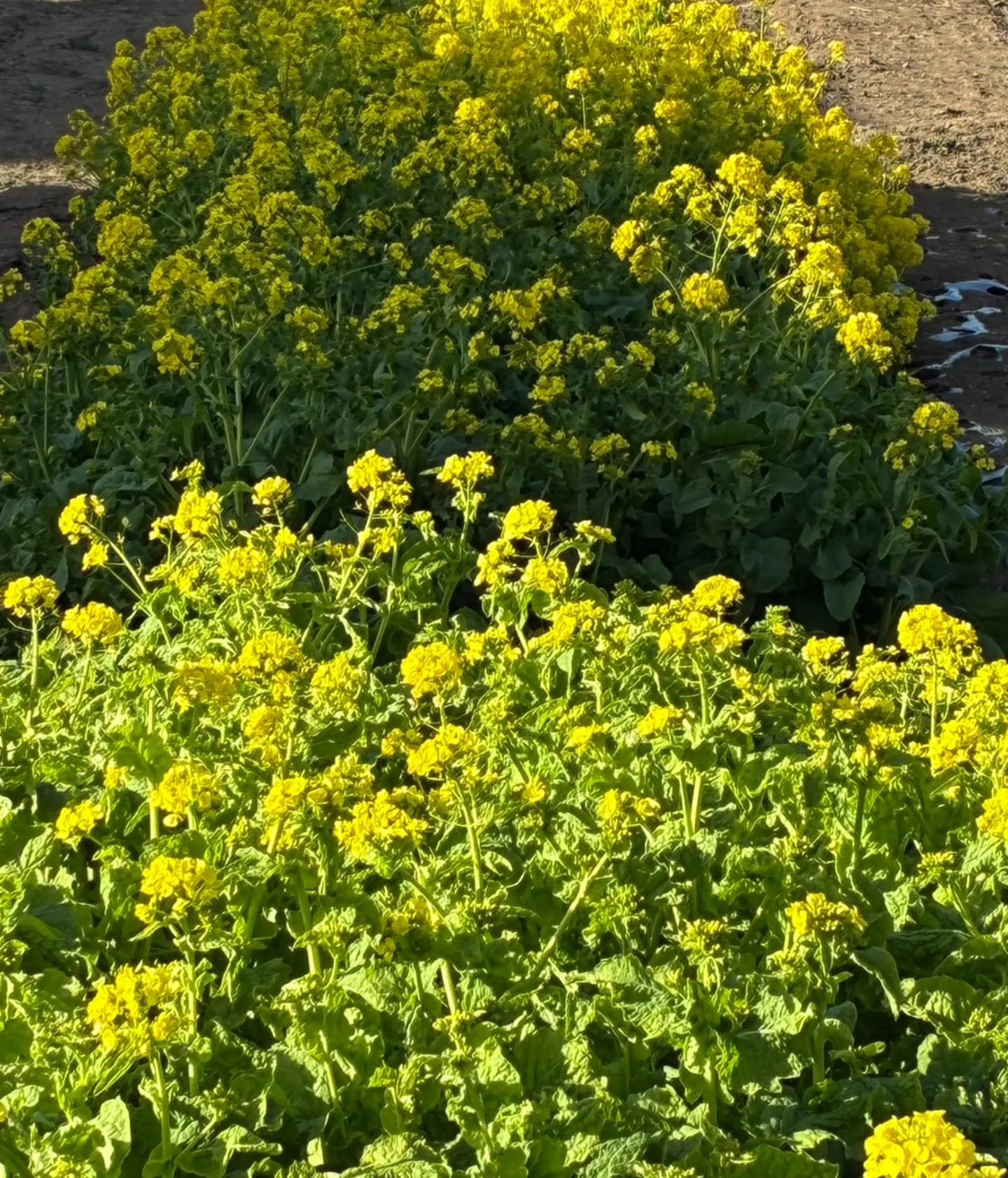 🌸お花を見るだけで体が整う?
