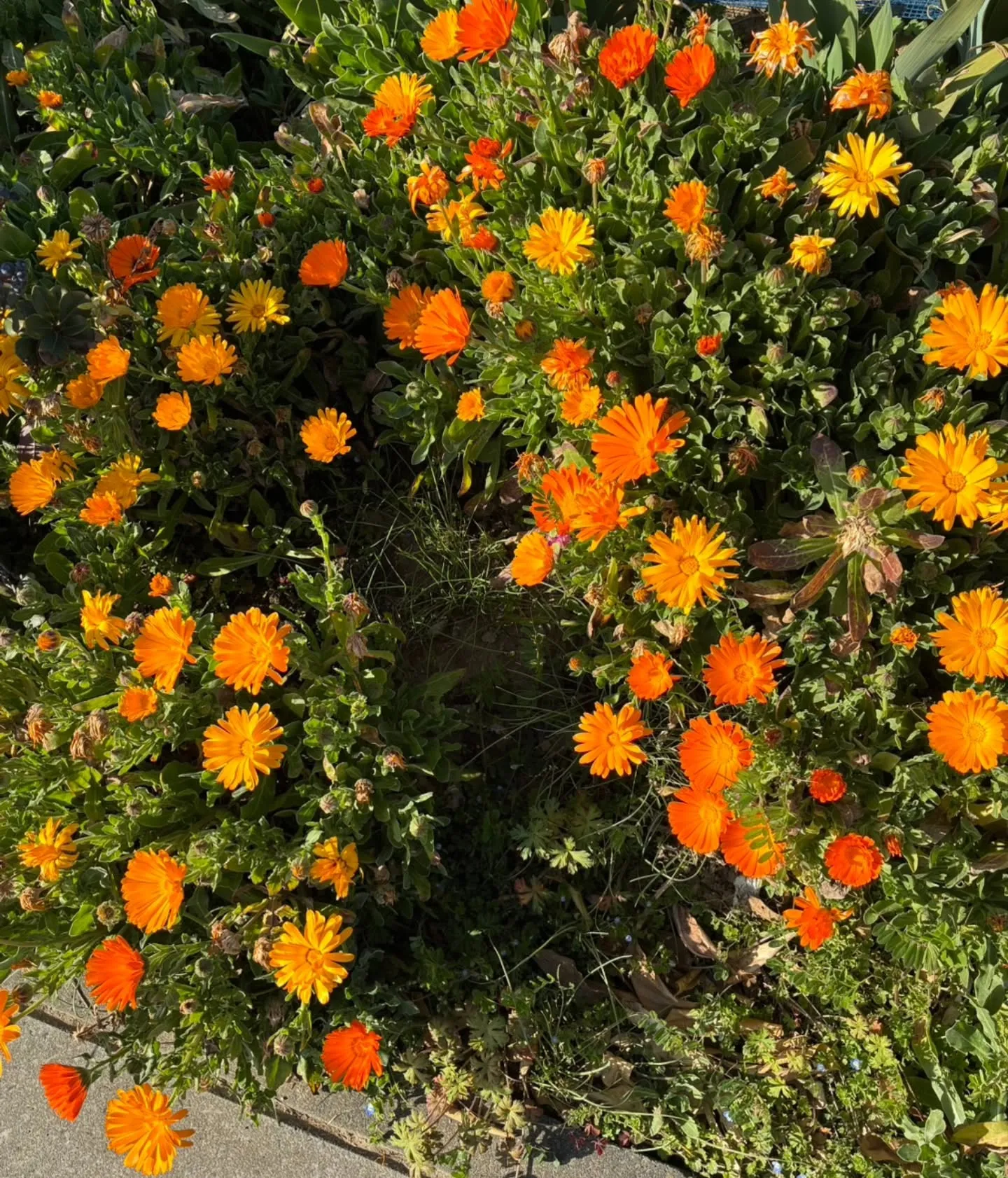 🌸お花を見るだけで体が整う?