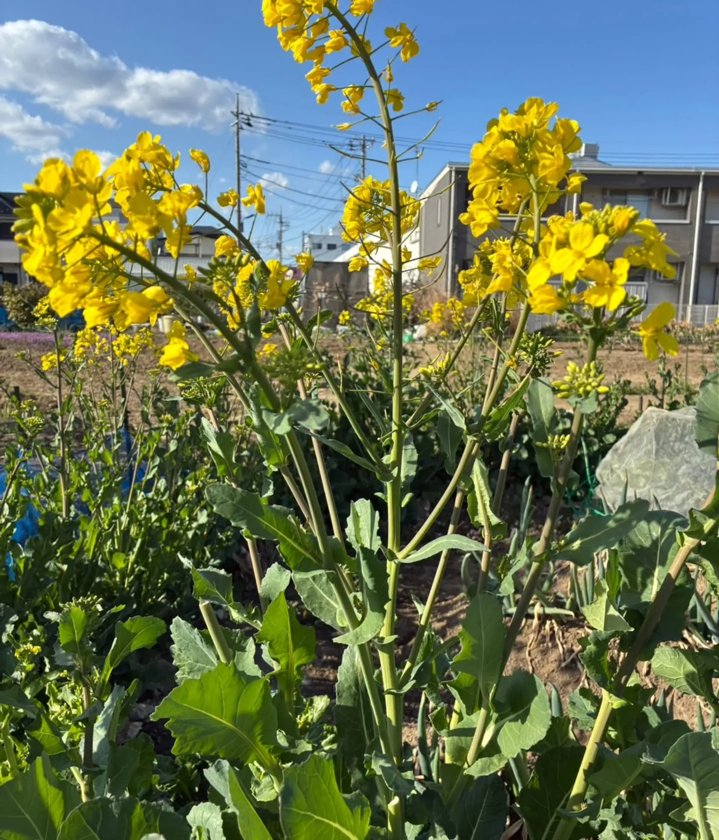 🌸お花を見るだけで体が整う?
